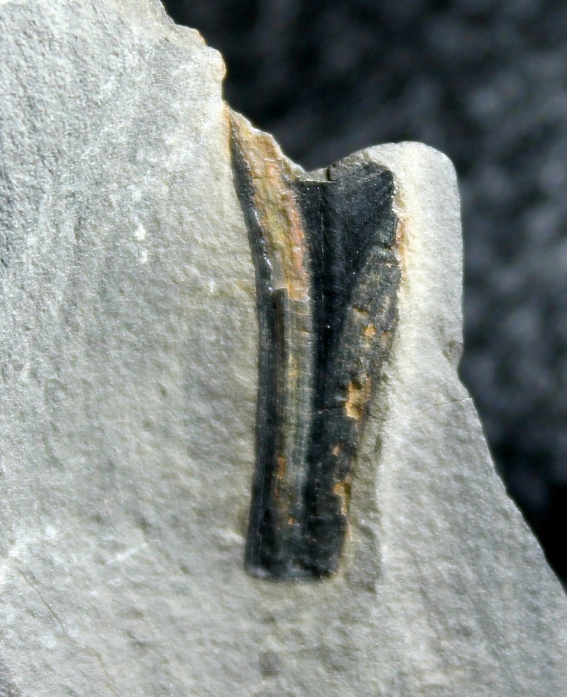 Psilophyton - Rare Devonian fossil plant