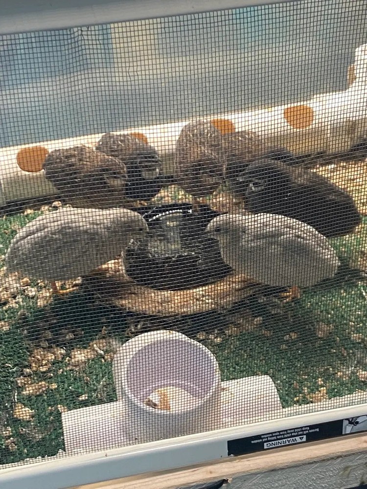 Button Quail Hatching Eggs Colorful Chinese Painted Quail Eggs Foam Packed