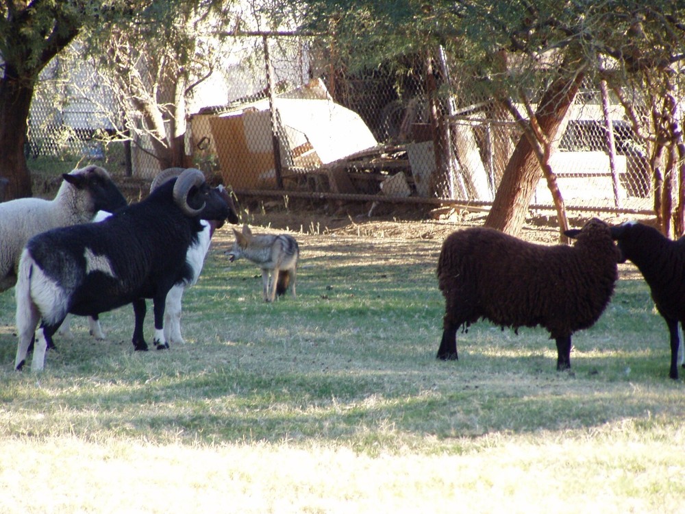 Gopher Heaven ,Gopher , Mole , Prairie dog,Voles underground all rodent control