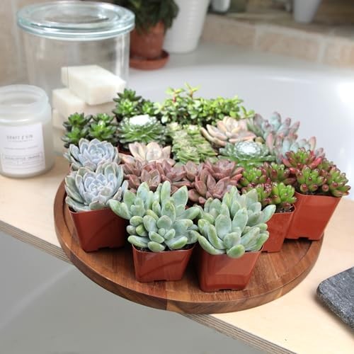 Altman Plants, Live Succulent Plants (20 Pack) Assorted 20-PACK, Multicolor