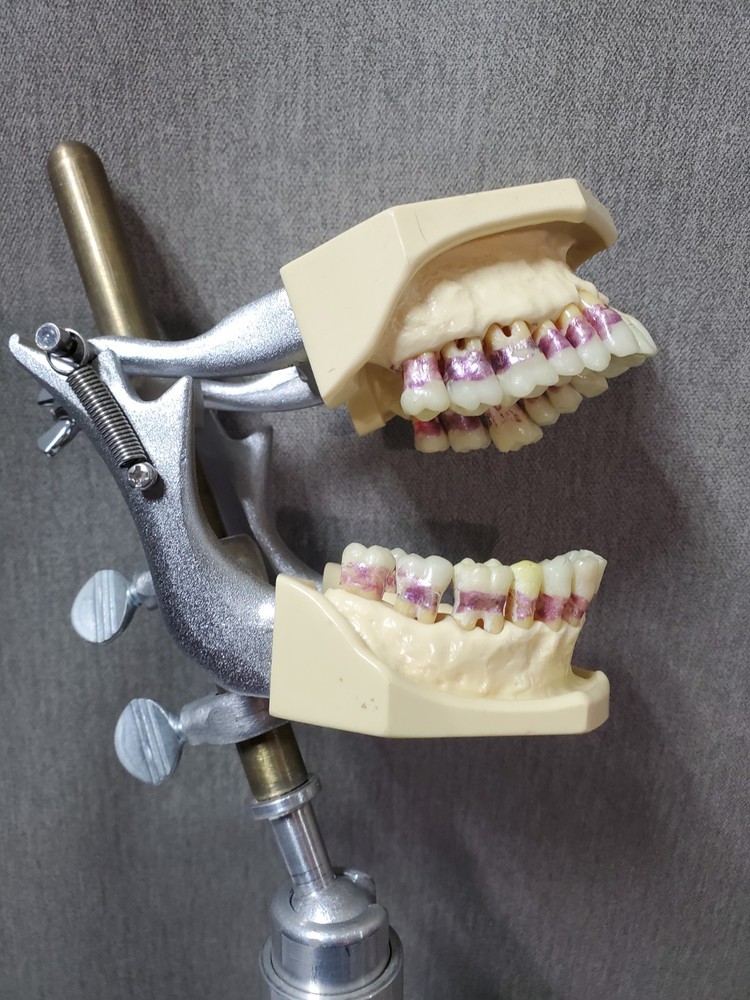Mounted Dental Typodont Model And Mounting Pole