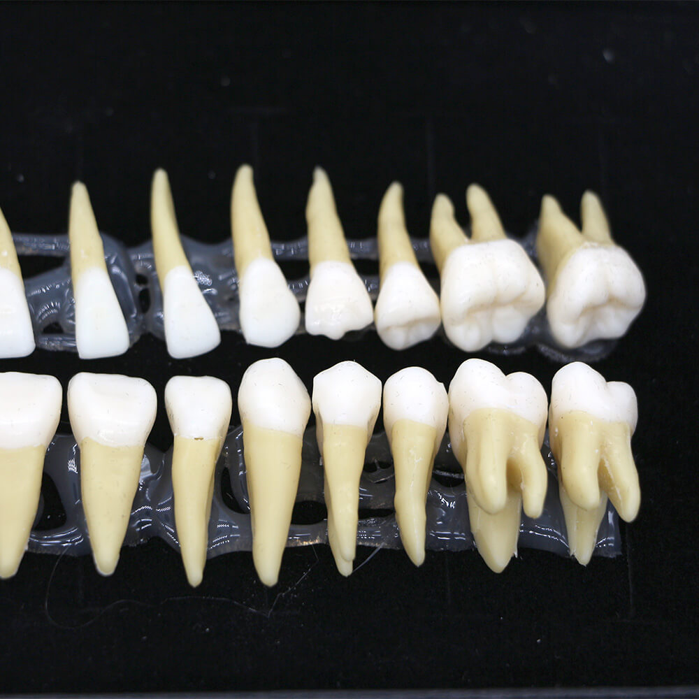 1:1 Dental Demonstration Model with 28 Permanent Teeth for Study Practice #7008