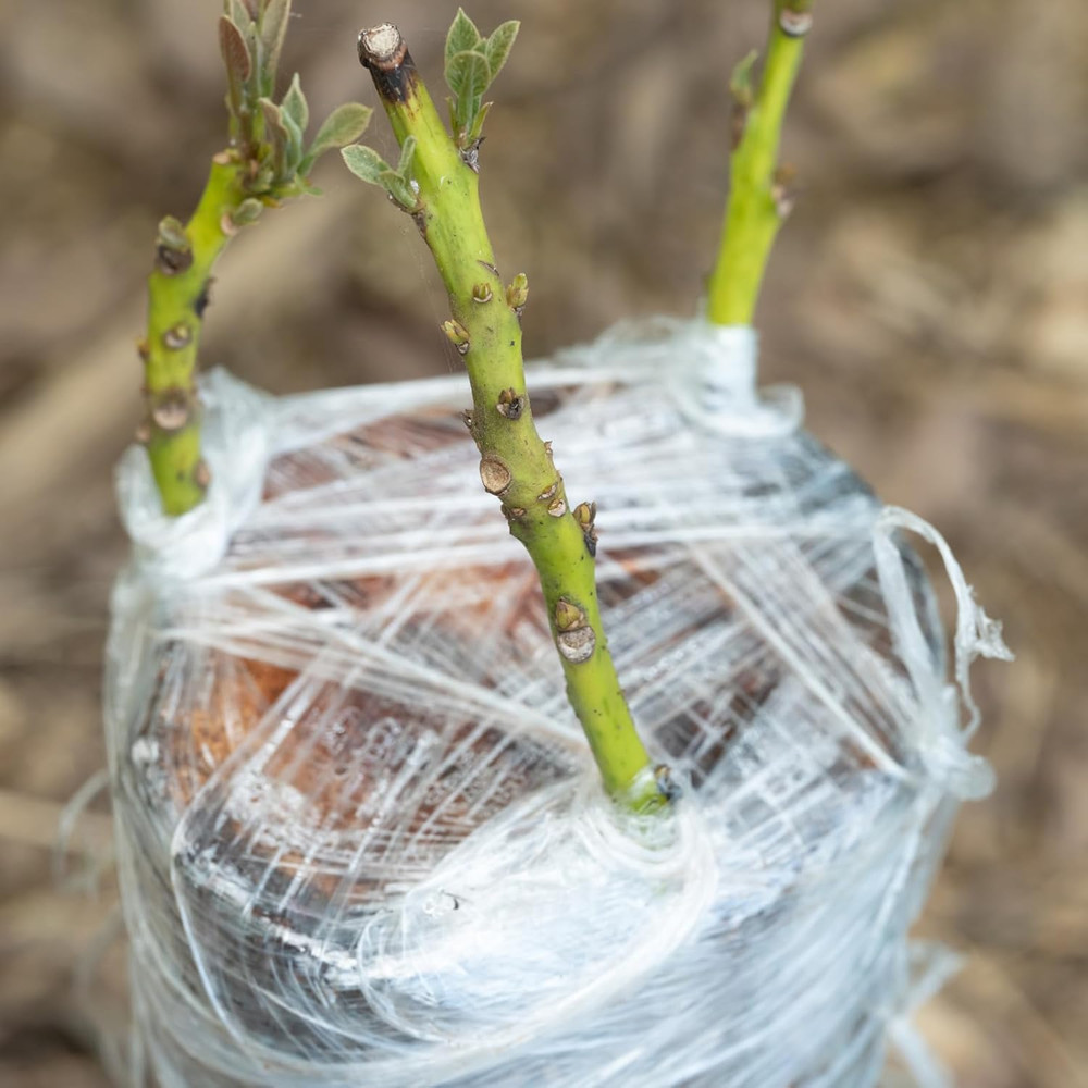 2 Rolls Fruit Tree Grafting Tape 2.5CM 3CM Width 100M Length PE Stretchable G...