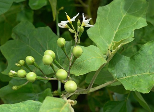 Authentic Thai Pea Eggplant (20 Seeds)