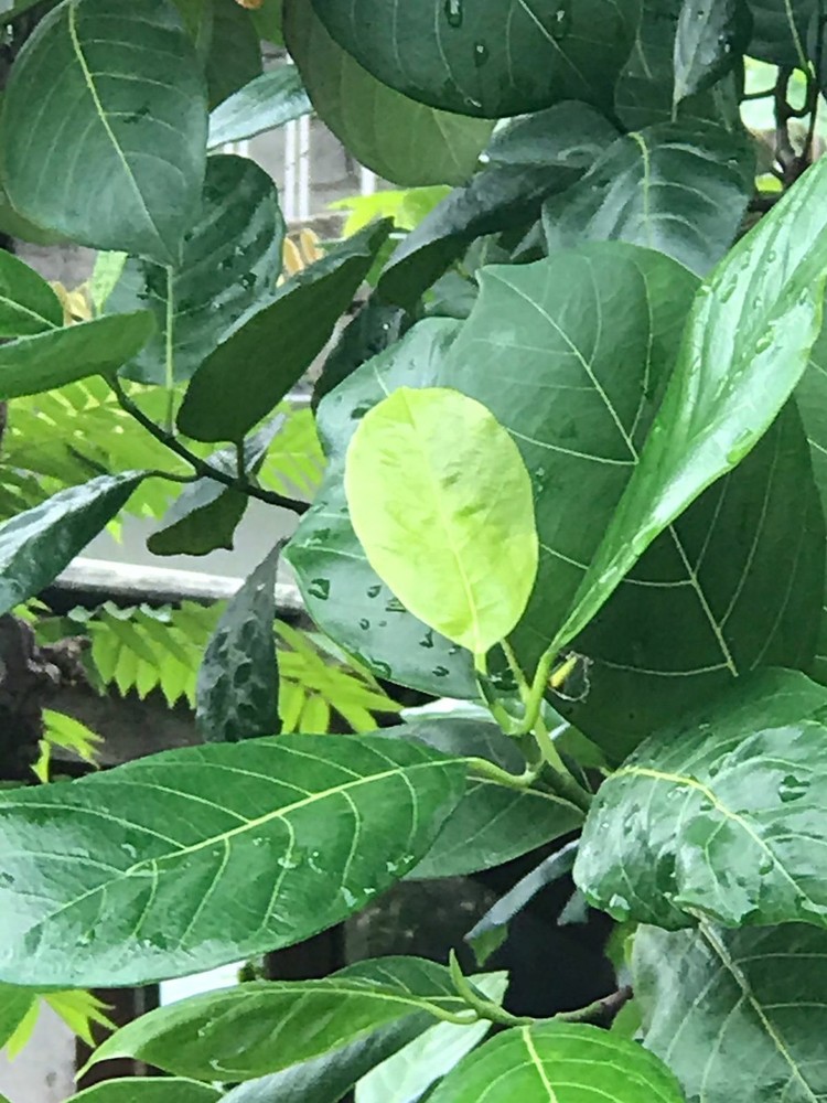 Dried Jackfruit Leaves