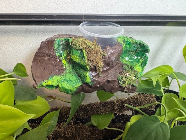 Medium Sub-tropical Magnetic Ledge With 5 Feeder Cups