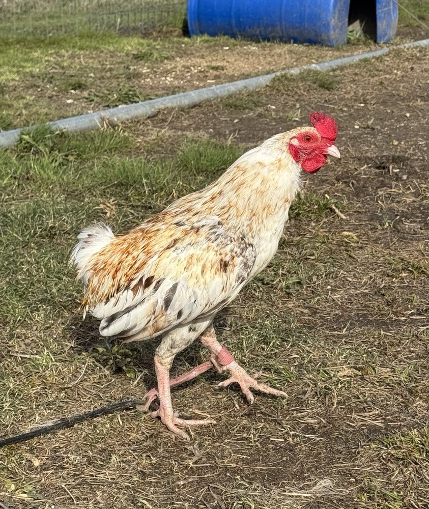 Chicken Hatching Egg