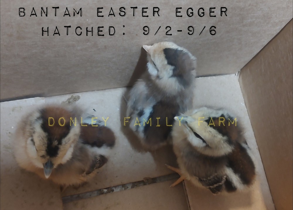 12 Bantam Assorted D'uccle & Easter Egger "Fun Pen" Hatching Eggs