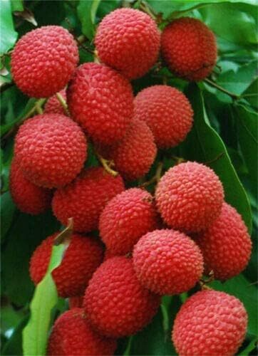 4 lbs fresh lychee fruits