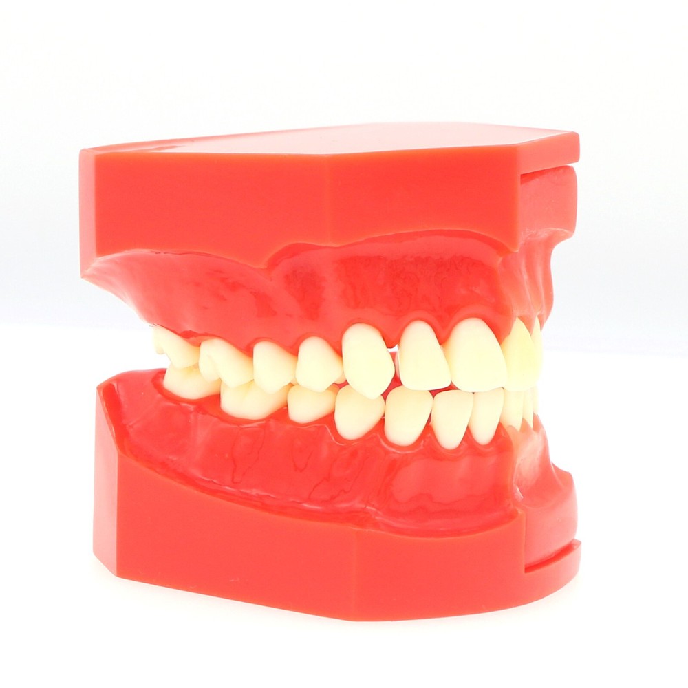 M7013 Teeth Permanent Tooth Dental Alternate Demonstration Study Teach Model