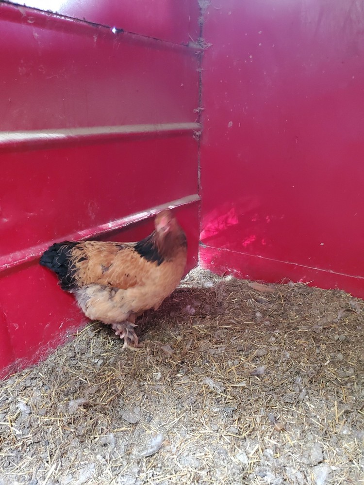 Blue Buff Columbia Brahma Hatching Eggs 8+