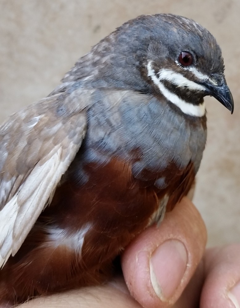 18 ++ Button Quail Hatching Eggs
