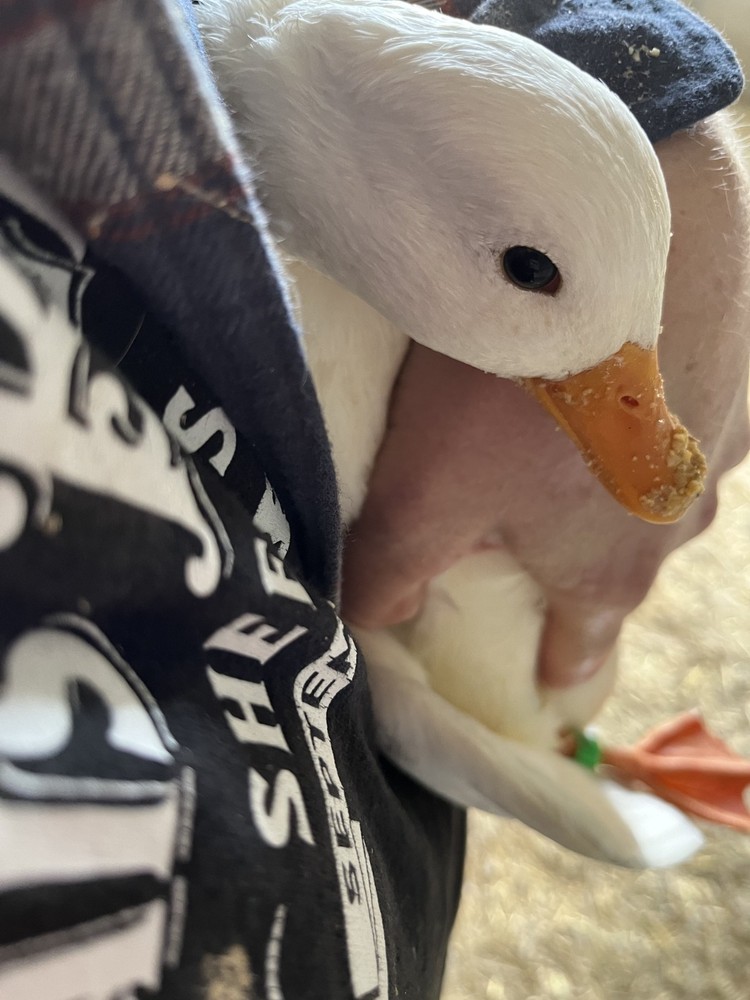 WHITE Call Duck hatching eggs, fertile eggs, 8+, bantam, mini