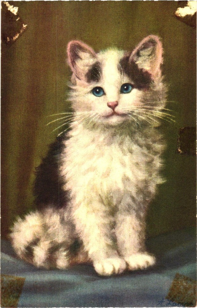 An Adorable Kitten Postcard