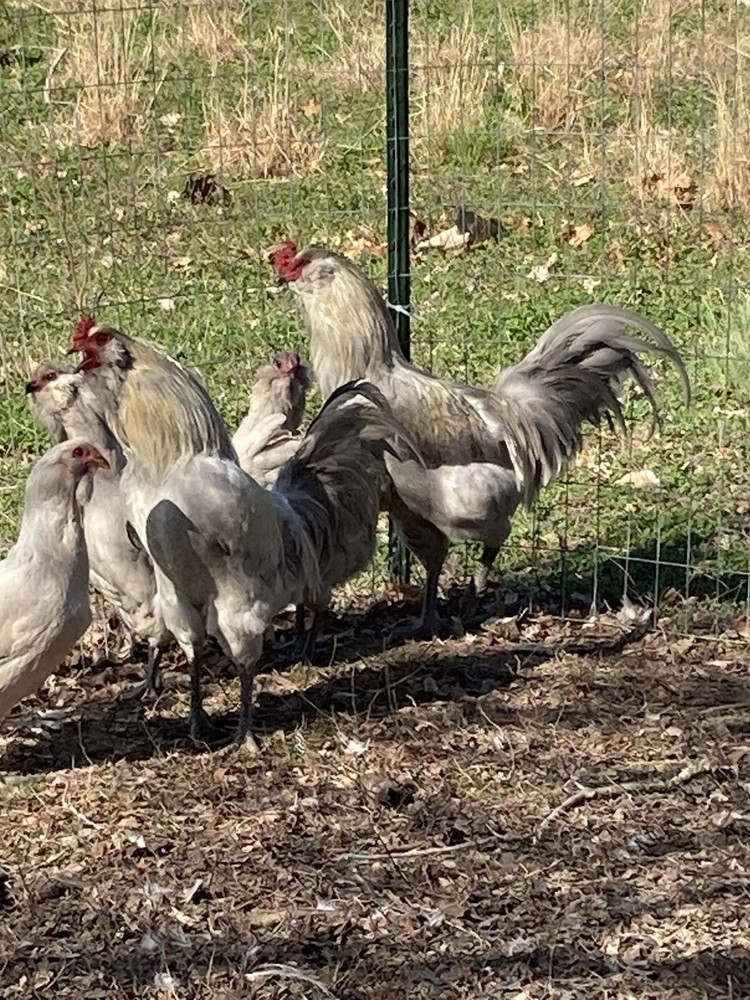 6 Lavender Ameraucana Hatching Eggs