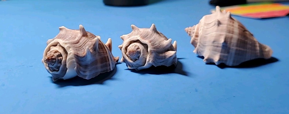 3-MELONGQUA BISPINOSA SEA SHELLS.