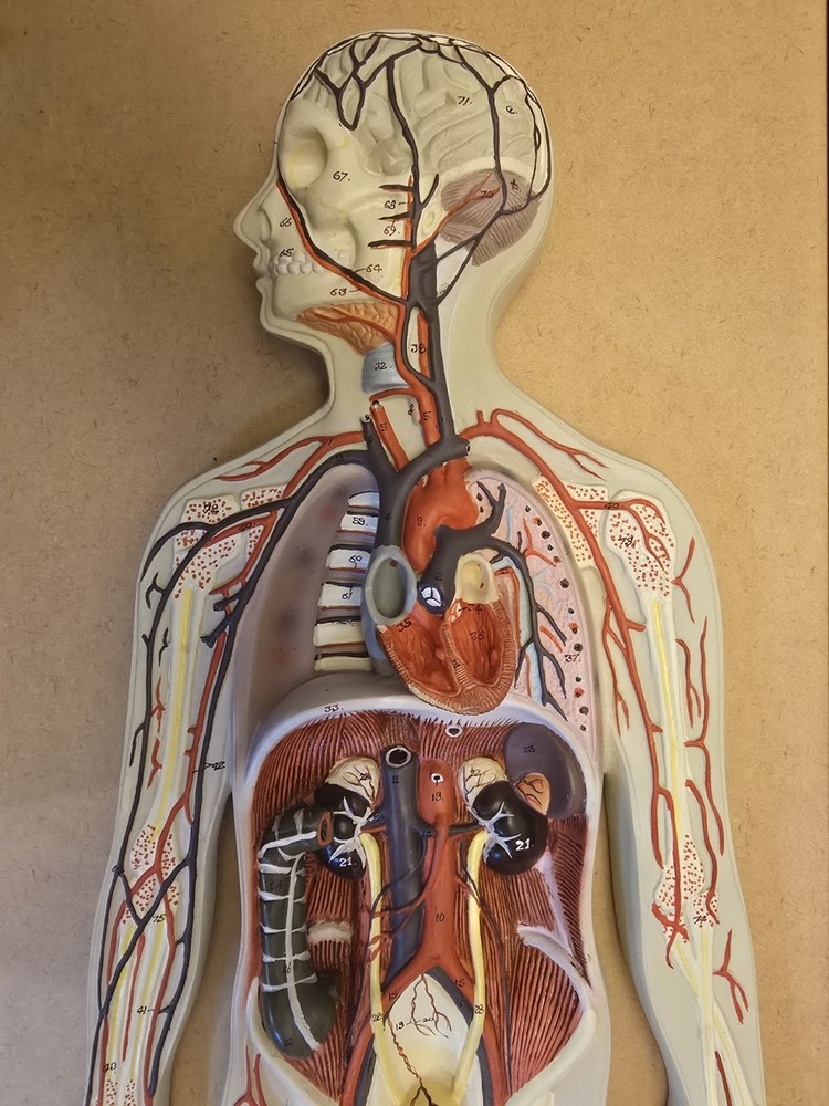 Labs Model, Human Circulatory System, Half-Size, Eisco Labs AM0322AS