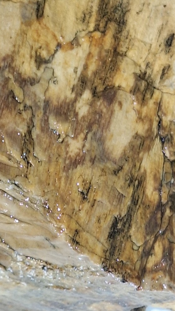 petrified wood log