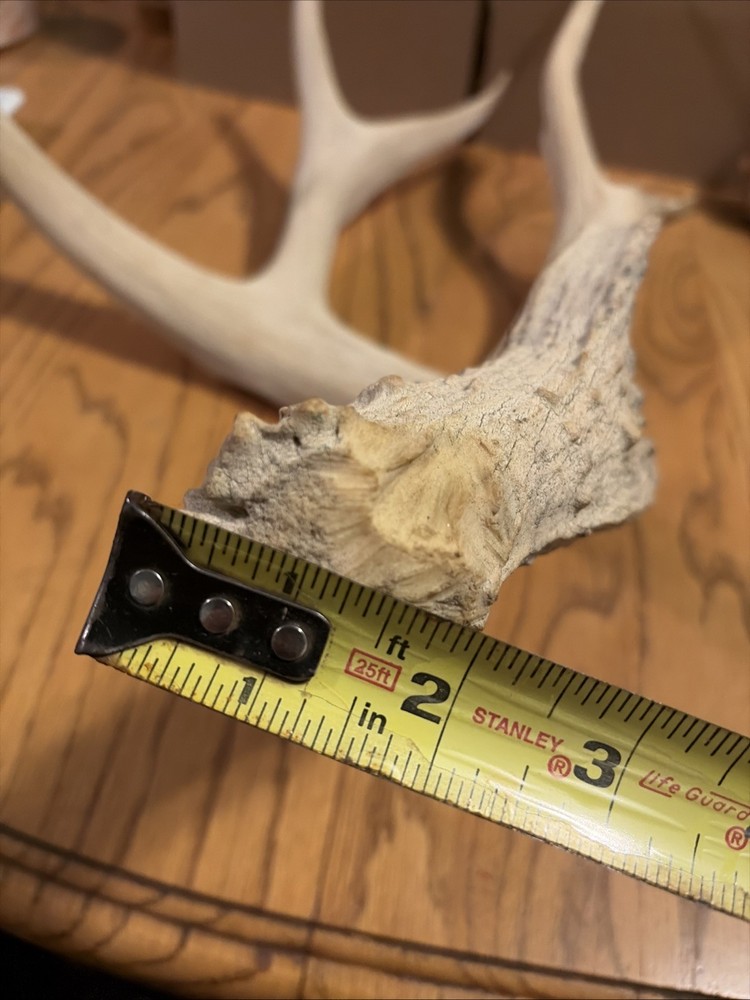Large Antler Shed See Photos