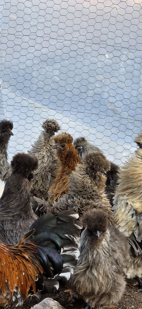 12+ Silkie Chicken Hatching Eggs – Assorted Colors – NPIP – Fertile Eggs