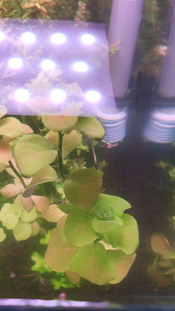 Mattogrossense Grosso 2x