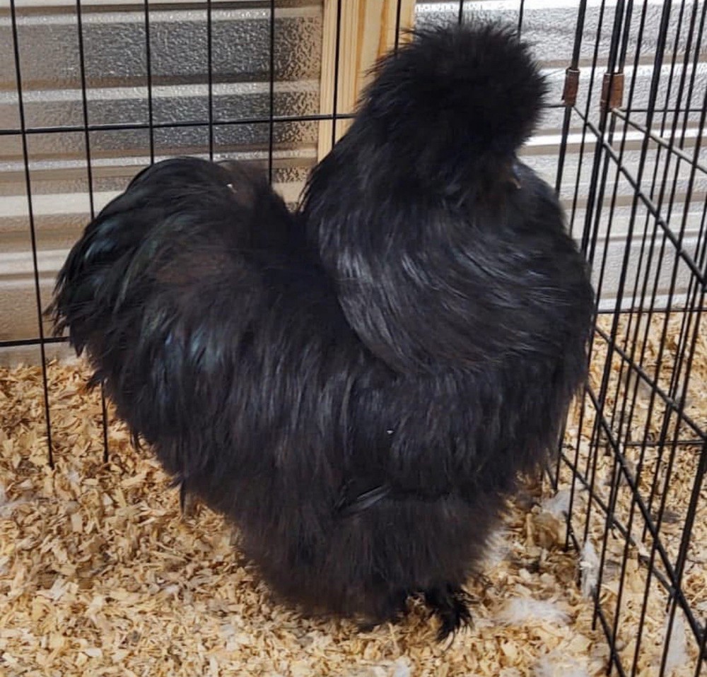 6 quality Silkie Hatching Eggs