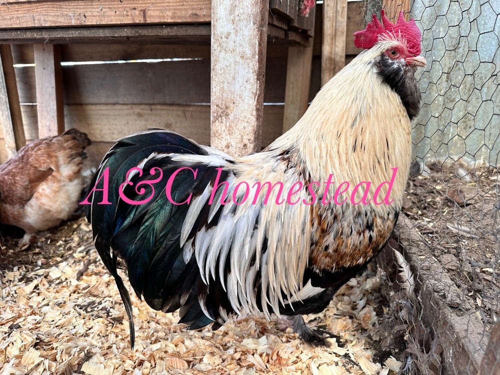 Salmon Faverolle 8 Hatching Eggs