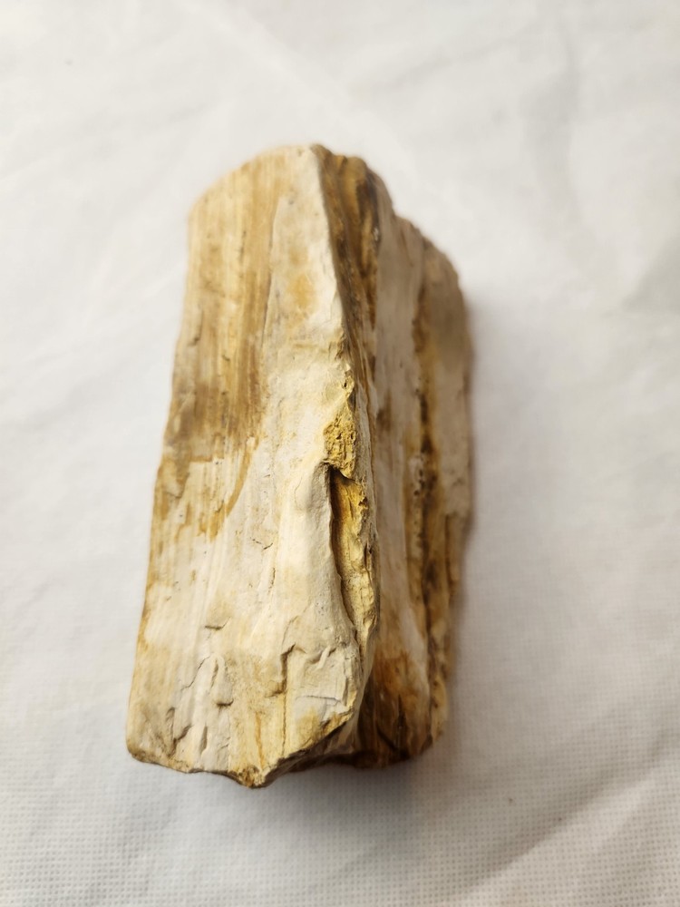 Petrified Wood Natural