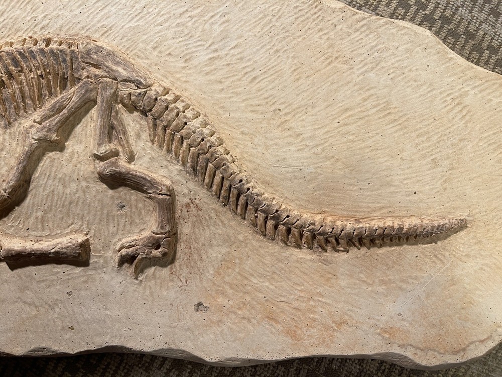 Cast Artificial Dinosaur Fossil - Beautiful