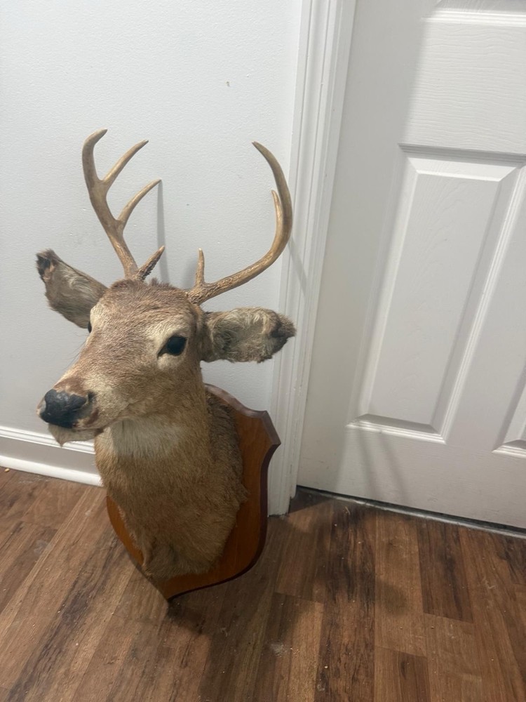 Shoulder mounted deer head, excellent condition