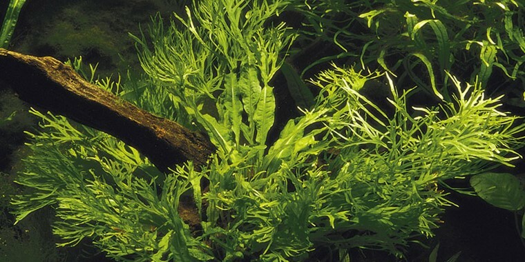 JAVA FERN MICROSORIUM WINDELOV ONE BUNDLE-Freshwater Aquatic Live Plants