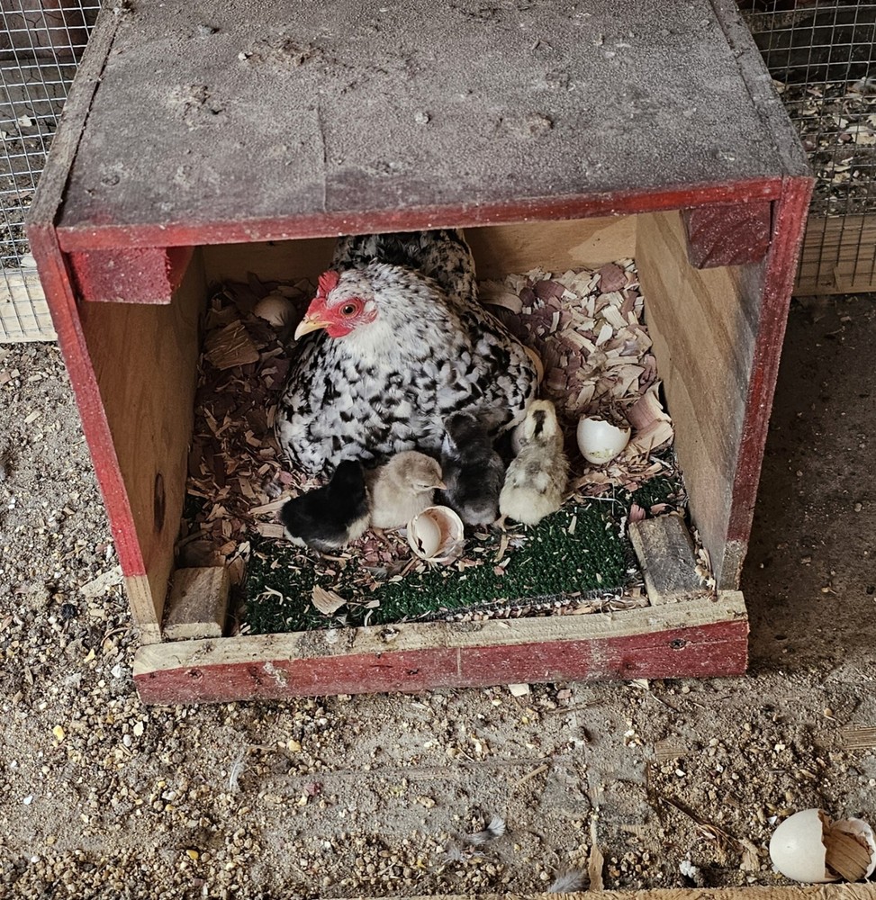 20+ Serama Chicken Hatching Eggs