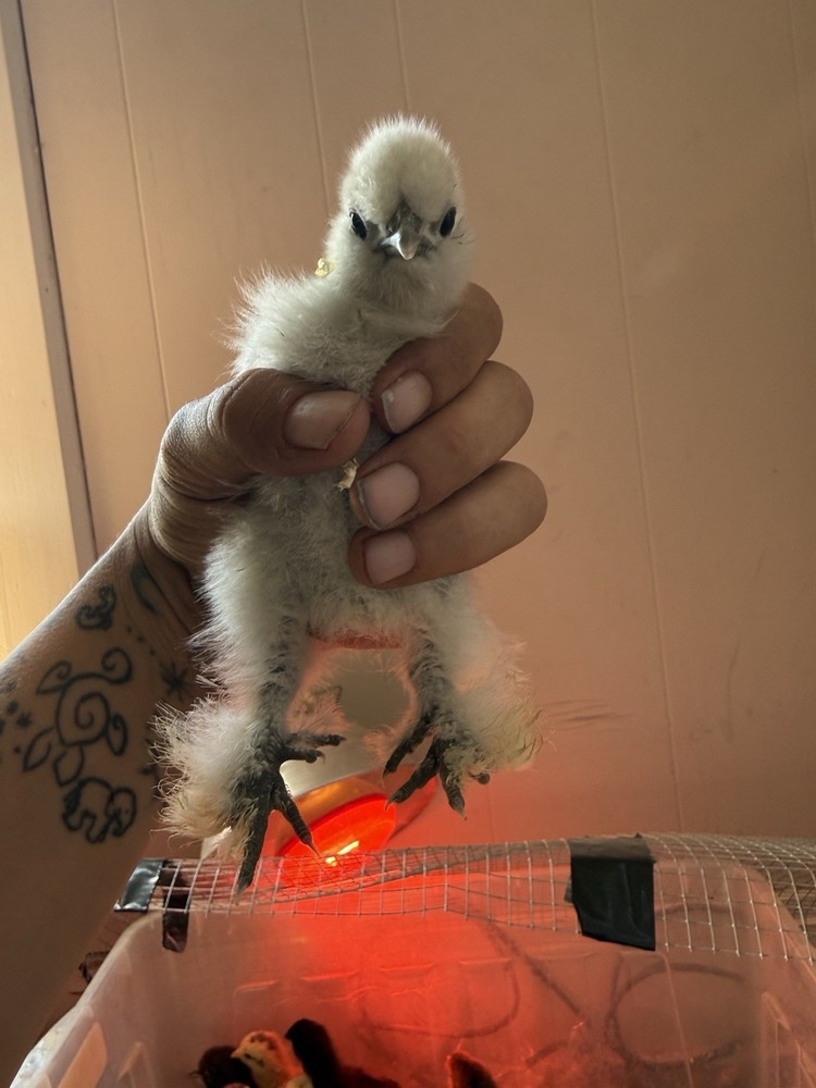 SURPRISE Mixed Chicken, Duck, Goose hatching eggs