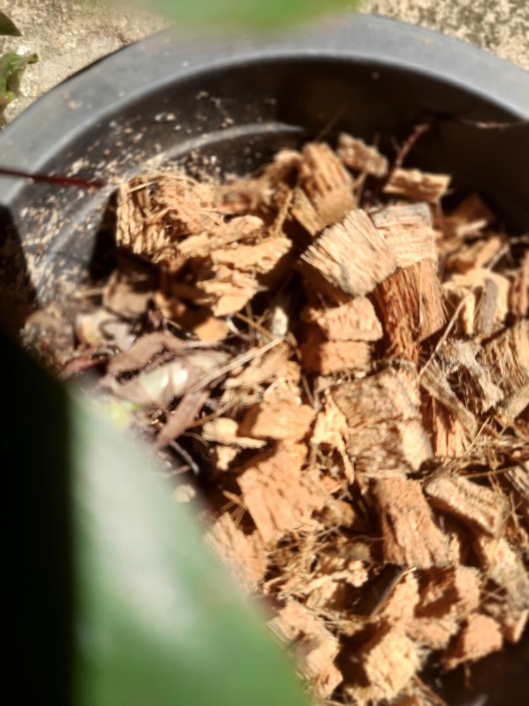 Coconut Chips for Craft Decorations Coco Husk Chips Bulk ChipsOrganic