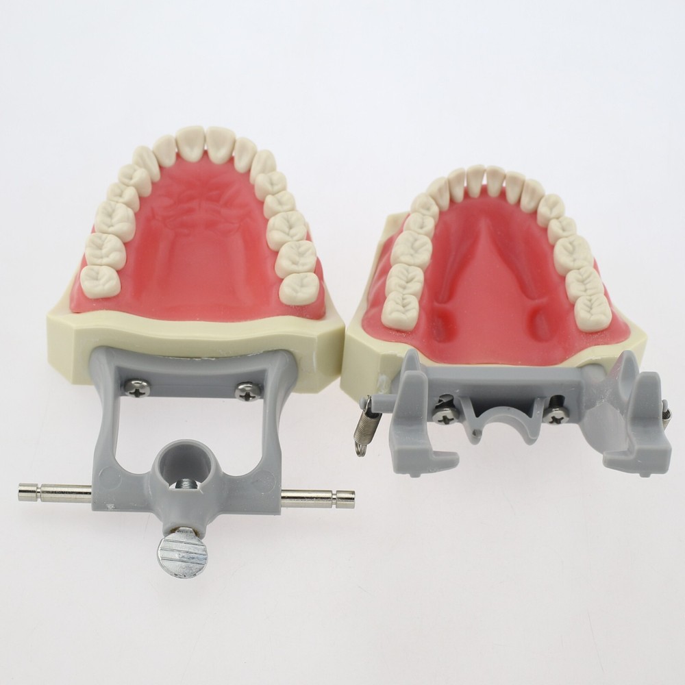 Dental Typodont Teeth Model Columbia 860 32 Removable Teeth Training Dentoform