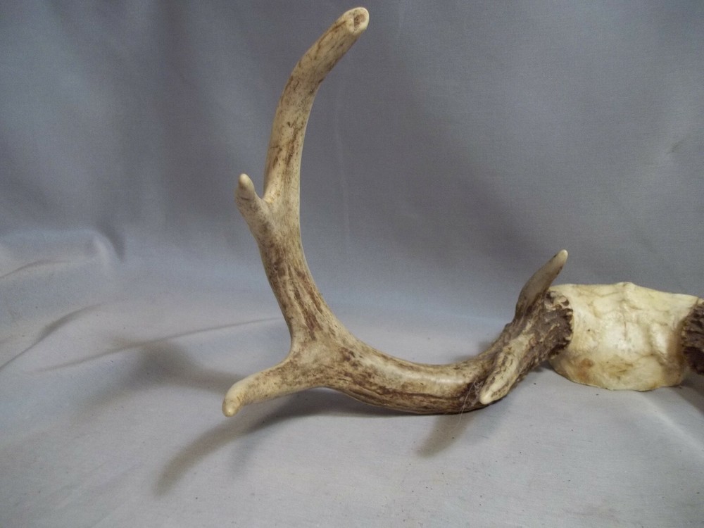 Ohio White Tail Deer Atipical Antlers 9 Point