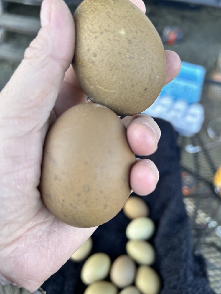 Olive Egger Hatching Eggs 1 Dozen + extras Chicken Eggs