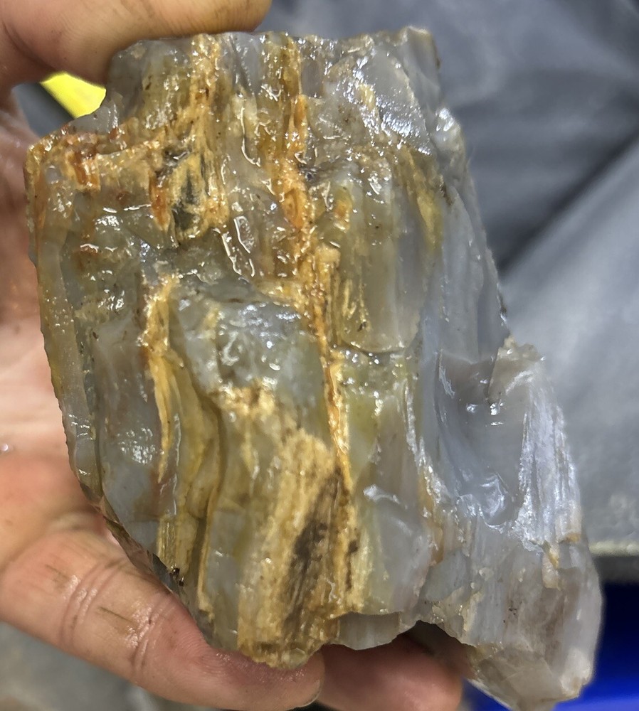 Silver Creek Junction petrified wood