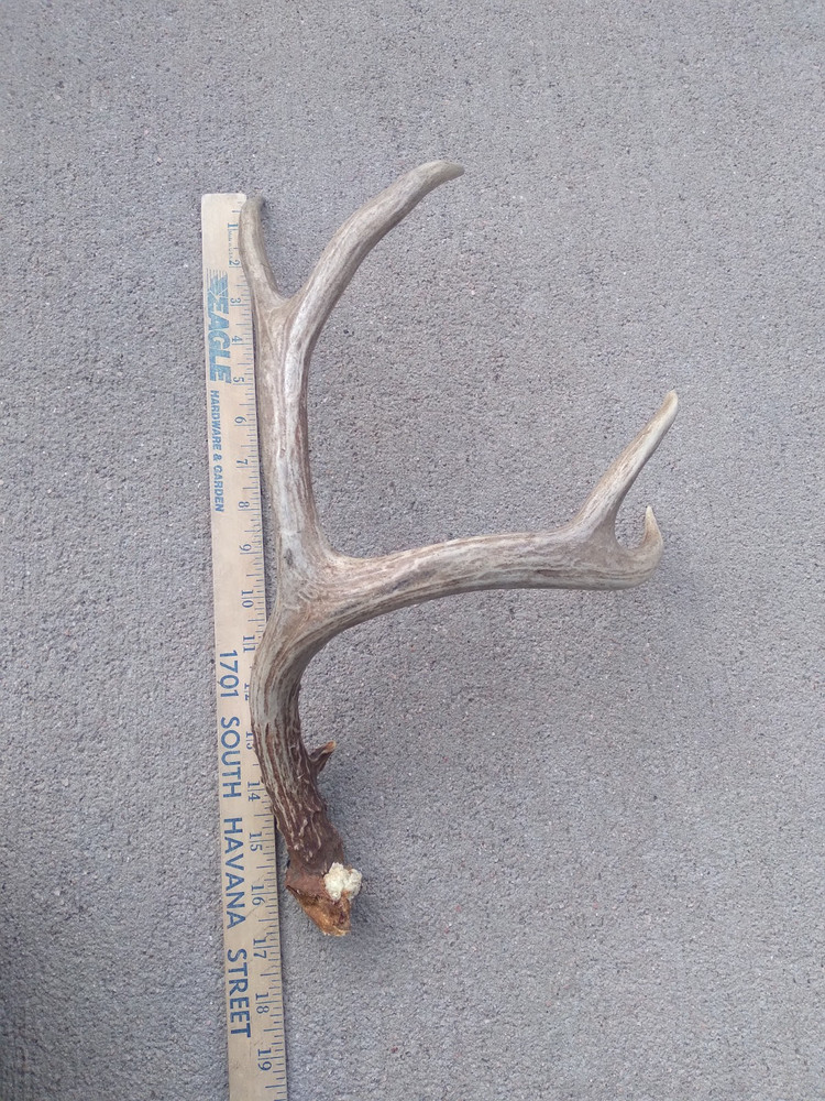 Deer Antler Shed 4 Point