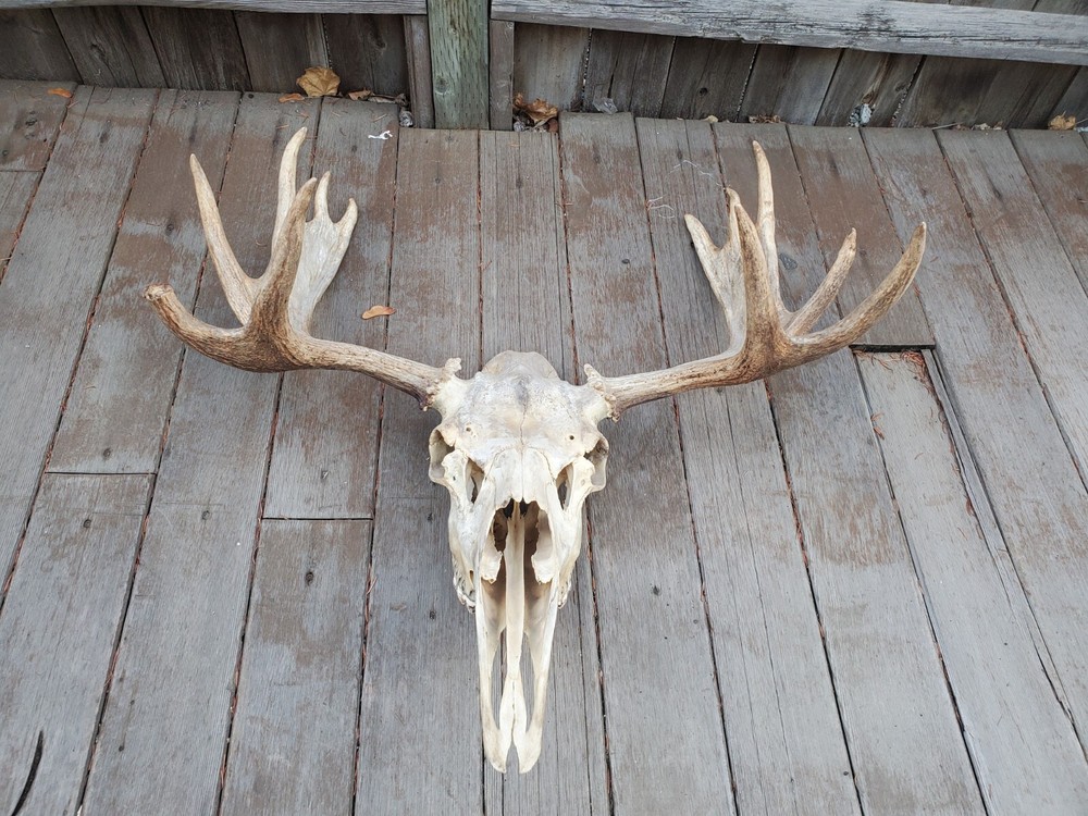 Shiras Moose European Mount