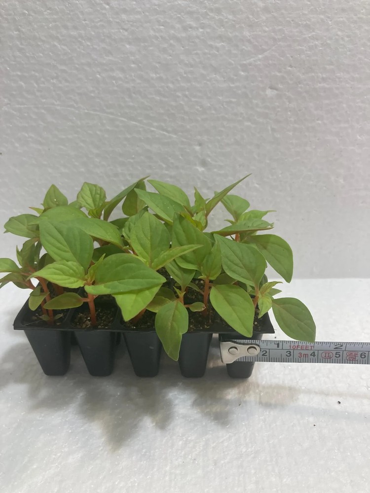 Celosia Celway Terracotta (10) Live Plants Plugs