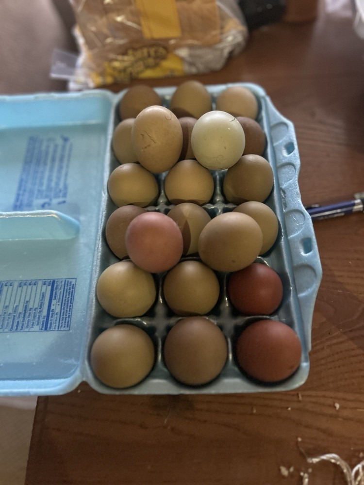 Olive Egger Hatching Eggs 1 Dozen + extras Chicken Eggs