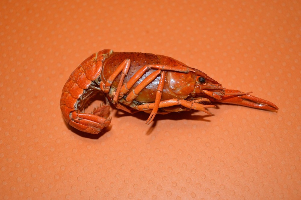 Whole Crayfish- Hermit Crab Food
