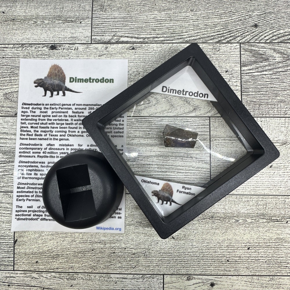 Dimetrodon Limb Bone Fossil in Display Case Extinct Pre-Dinosaur