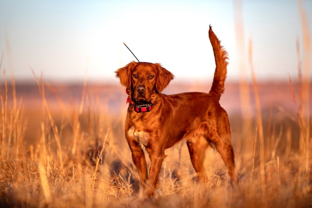 Garmin TT25 Dog Collar - Orange