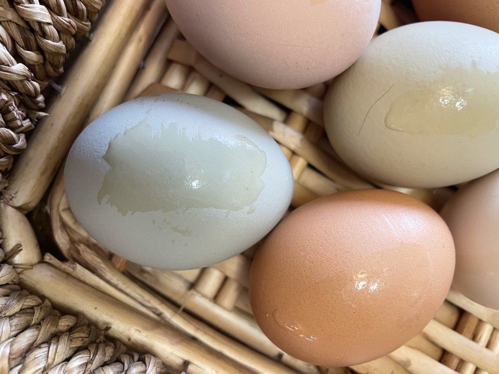 12+ Barnyard hatching eggs