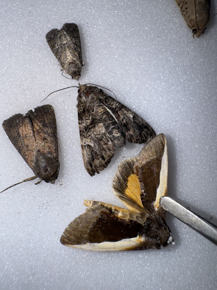 4 NOCTUID MOTHS FL BY 9/25 - 2
