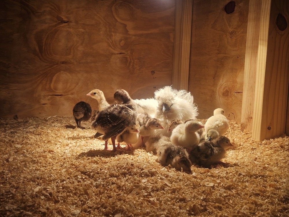 Incubator Rental For Hatching Eggs