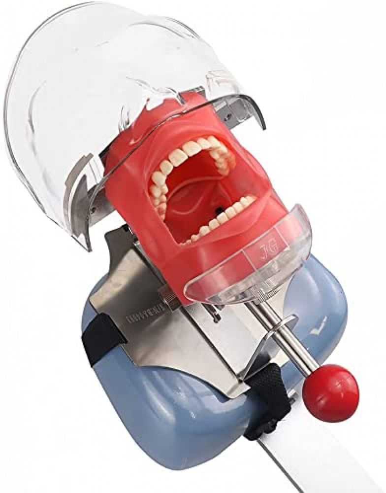 US Head Model for Dental Schools Lab Training Education Practical Demonstration