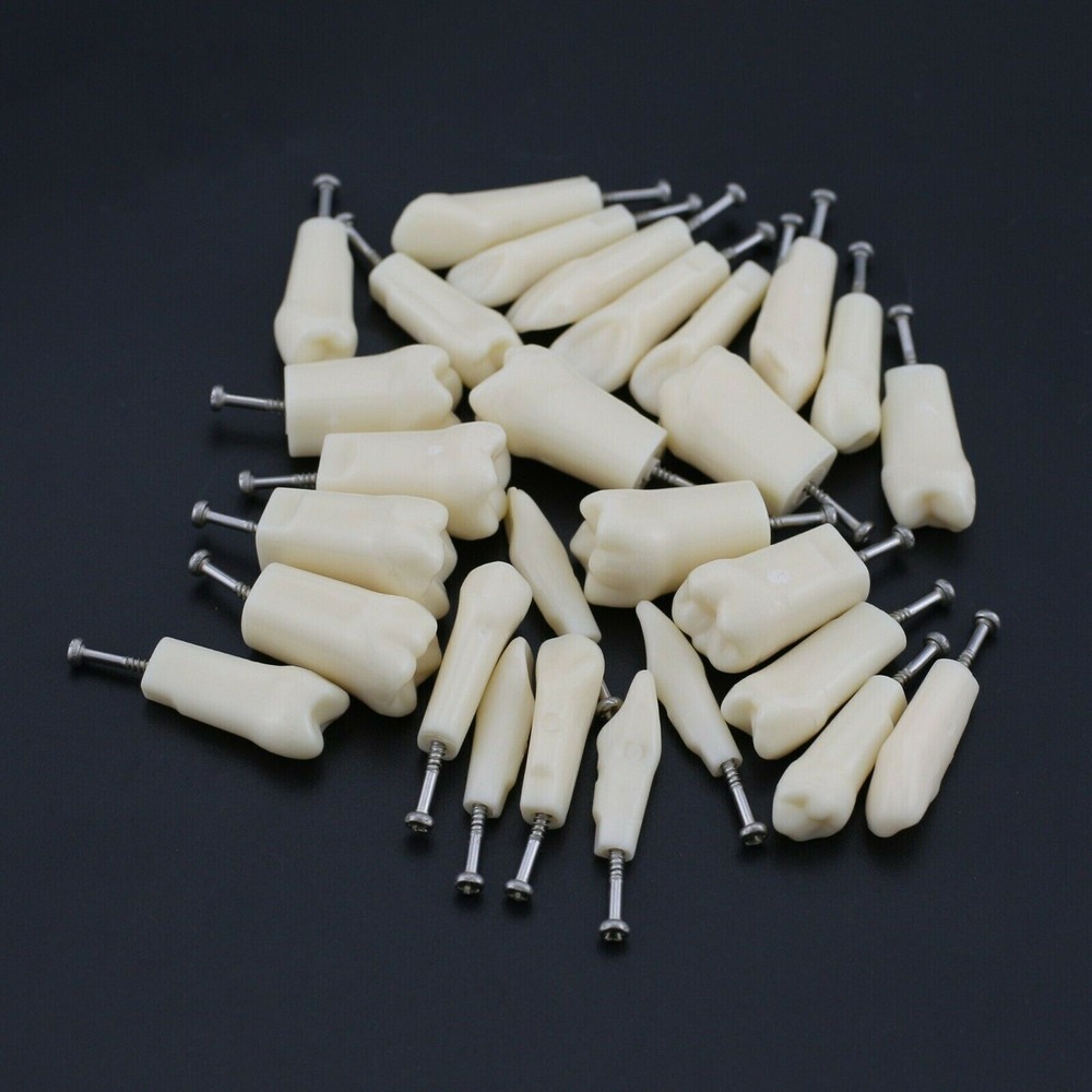 28 Screw-in Teeth Dental Typodont Model Replacement Practice Study Tooth Model